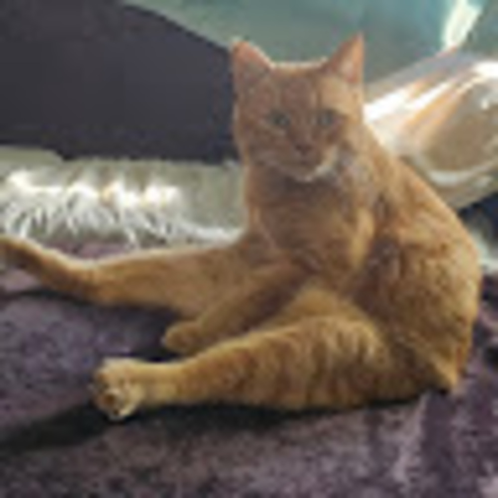 Meet your Posher, Cori